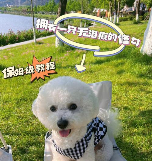 比熊幼犬的护理指南（基本护理知识让您轻松成为比熊幼犬的好主人）