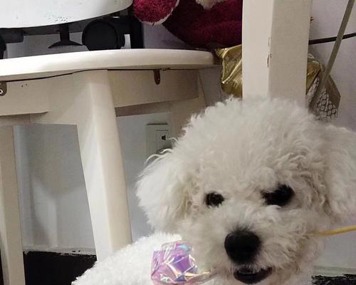 如何应对比熊幼犬发热（针对宠物疾病的常见处理方法）