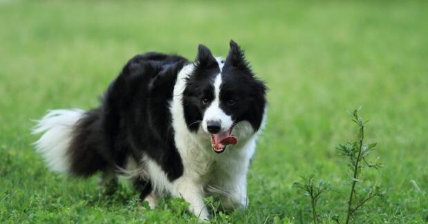 边境牧羊犬的养护知识（如何饲养健康快乐的边境牧羊犬）