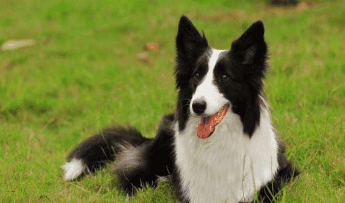 如何给宠物边境牧羊犬补钙（全面了解边境牧羊犬的钙质需求和补钙方法）