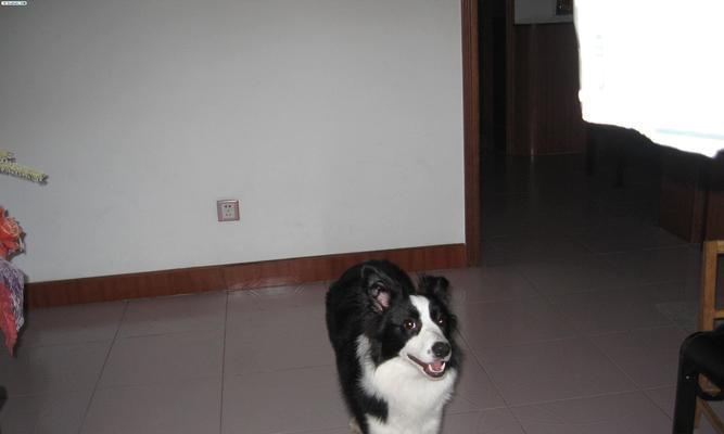 宠物健康的重要性——边境牧羊犬如何驱虫（从预防开始，让爱宠远离寄生虫的侵害）
