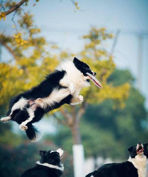 如何训练一只优秀的边境牧羊犬？（以宠物为主，让你的犬犬成为你的得力助手）