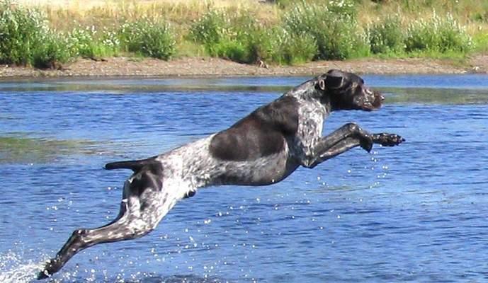 宠物养护（以宠物为主，关注波音达犬掉毛问题的解决方法）