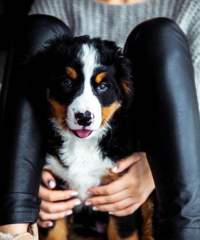 以伯恩山犬穿衣服的好处和注意事项（保护和美化你的宠物狗，如何选择合适的服装、建议和警告）