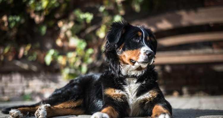 以伯恩山犬的基础美容——打造优美外表
