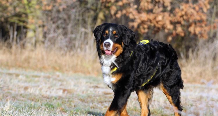 如何教授伯恩山犬匍匐训练？（宠物犬的健康必备技能）