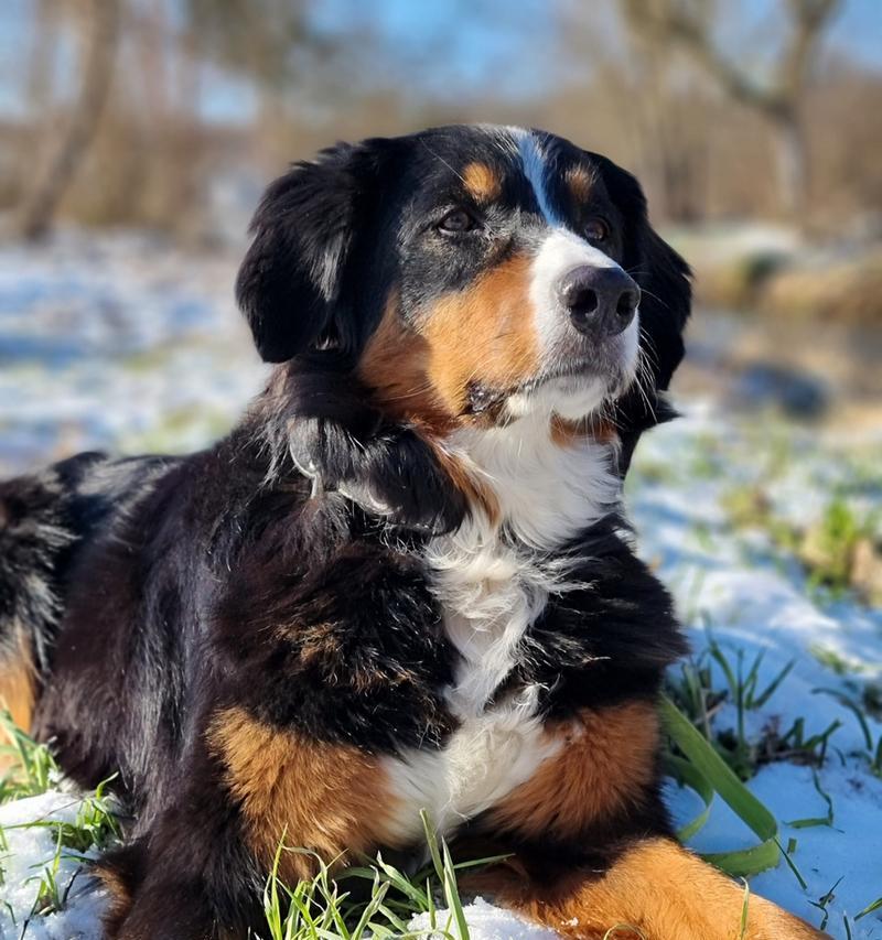 以伯恩山犬的全面饲养指南（让你的宠物成为快乐健康的家庭成员）