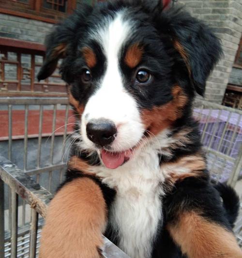 探秘以伯恩山犬的头部特征（以宠物为主，解读其头部构造与功能）