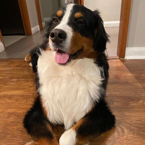 以伯恩山犬的性格特点（宠物界的温柔巨兽）