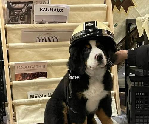 如何解决以伯恩山犬的肥胖问题？（宠物养护的必备知识，肥胖对以伯恩山犬的影响）
