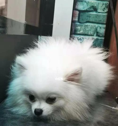 解决宠物不听话的正确方式（以博美不听话可以打吗？——正确惩罚宠物不听指南）