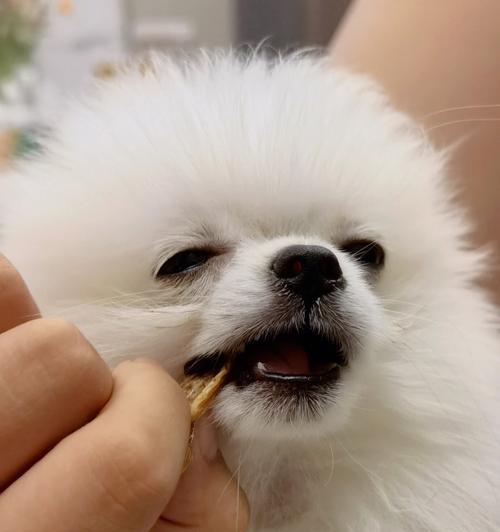 揭秘博美抽搐的真相（宠物抽搐的原因、预防和治疗方法）