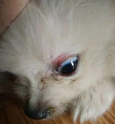 如何治疗宠物博美的发烧症状（一步步教你如何缓解宠物狗狗的不适）