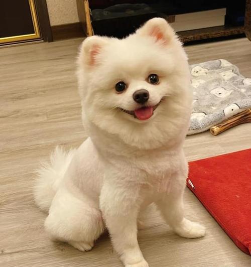 为什么给狗狗吃水果是个好主意（为什么给狗狗吃水果是个好主意）
