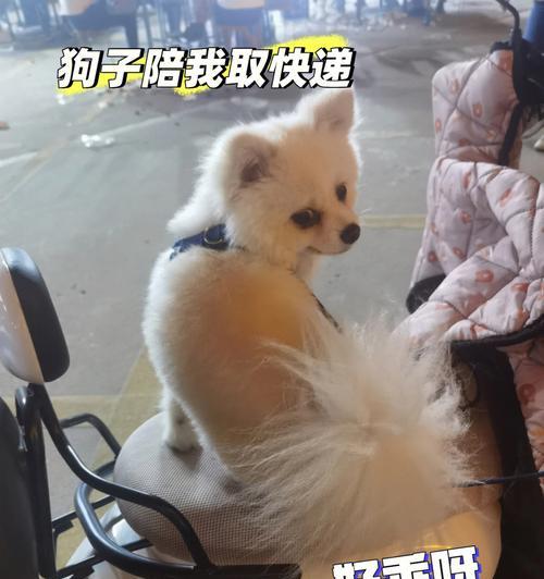 博美犬可以吃骨头吗？（探究博美犬吃骨头的好处与坏处）