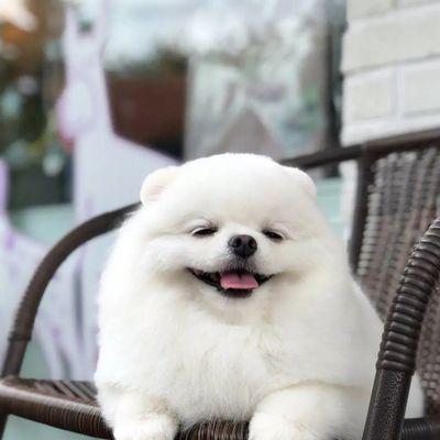 如何更好地养护你的博美犬毛发（让你的宠物成为毛发健康的代表犬）