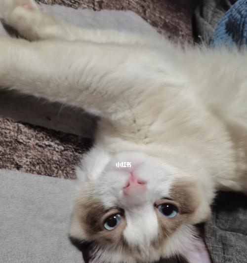 如何解决布偶猫口臭问题（探索口臭的原因，给爱宠清新呼吸）