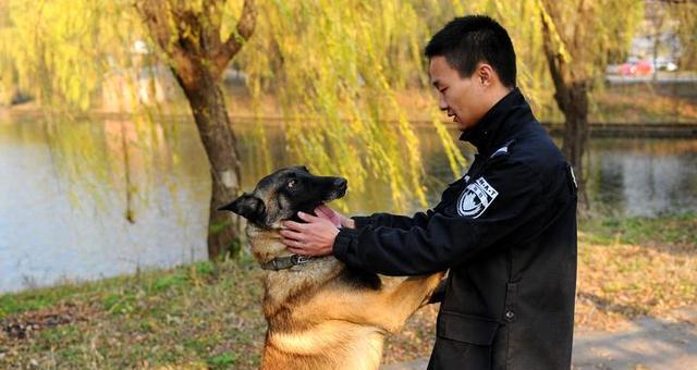 藏獒为何不适合成为警犬？（探究藏獒体型、性格、训练等方面的限制因素）