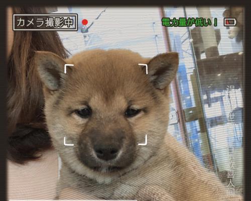 四季常识护理指南——如何照顾你的可爱柴犬（15个段落详解如何在四季中照顾你的柴犬）