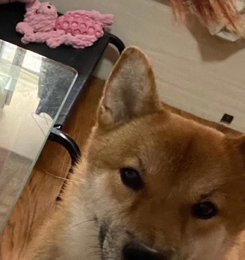 为什么我的柴犬会掉毛？（探究柴犬掉毛的原因及如何减少掉毛）