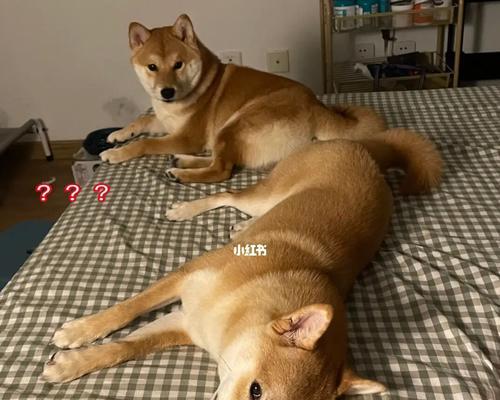 如何有效地保养你的宠物柴犬狗狗（从日常护理到健康饮食，打造健康快乐的柴犬狗狗生活）