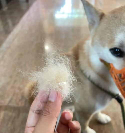 如何保护宠物柴犬在冬季的毛发健康（从饮食到护理，一步步为你详解柴犬毛发的保养方式）