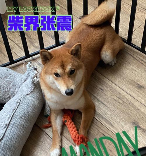如何养出圆脸的柴犬（一份详细的宠物养护指南，让你的柴犬脸圆圆的）