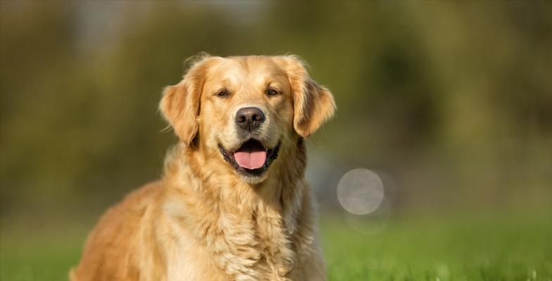 探寻常见工作犬的职责与特征（以宠物为主，让我们认识警犬、导盲犬、救援犬、牧羊犬和猎犬）
