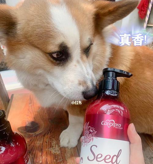 狗狗皮毛消毒必知（宠物主人必须掌握的消毒知识，让狗狗健康快乐）