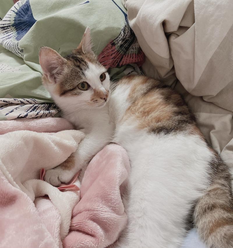 宠物猫的领养指南（重要注意事项让您成为负责任的猫妈妈或猫爸爸）