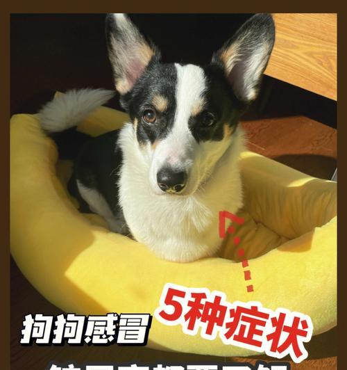 春天猫咪发情状况调查（以宠物为主，了解猫咪发情的迹象和处理方法）