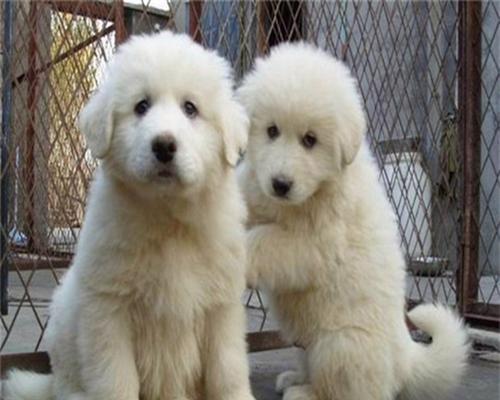 大白熊犬掉毛的处理方法（如何避免大白熊犬掉毛对抗大白熊犬掉毛的有效办法）