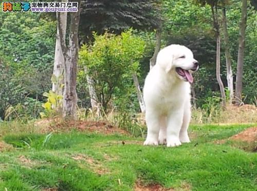 大白熊犬的饮食习惯探究（以水果为例，看看能不能给大白熊犬吃）