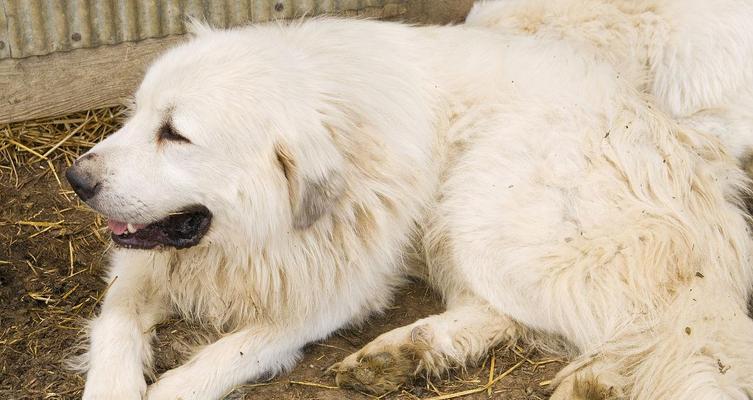 如何正确喂养大白熊幼犬（以宠物为主，让你的熊宝宝健康成长）