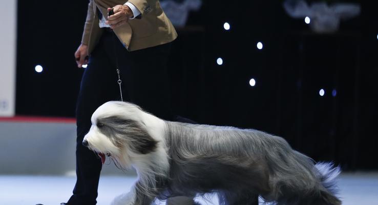 爱宠必备，大斑点犬简易美容指南（简单易行的家庭美容方法，让您的宠物焕发光彩）