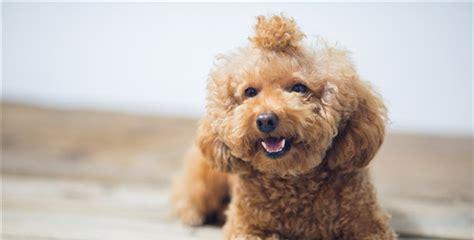 大丹犬拉肚子怎么办？宠物主人必看！（一步步教你处理大丹犬的肠胃问题，预防更健康。）