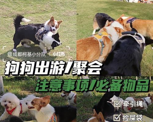 带狗狗外出必知事项（以宠物为主，安全出行从我做起）