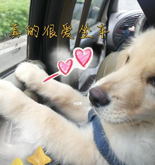 带宠物出行的必备小技巧（狗狗出行攻略，让宠物轻松享受旅程）