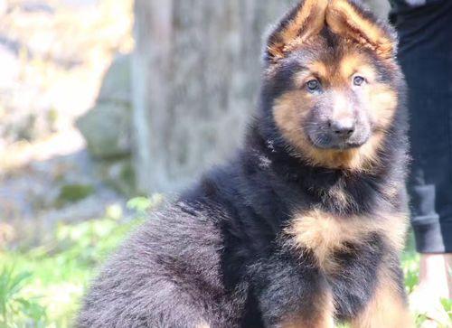 以德牧幼犬健康喂养之路（培养德牧幼犬健康成长的科学方法）