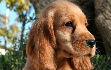 可卡犬冬季喂养指南（如何给你的可卡犬提供温暖和营养？）