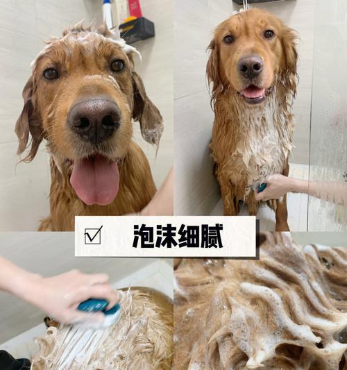 冬季宠物洗澡指南（狗狗能不能洗澡？如何洗澡？注意事项解析）
