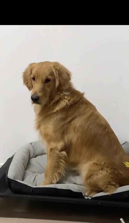 冬季金毛幼犬饲养指南（如何在寒冷的冬季给金毛幼犬提供良好的生活环境和饮食护理）