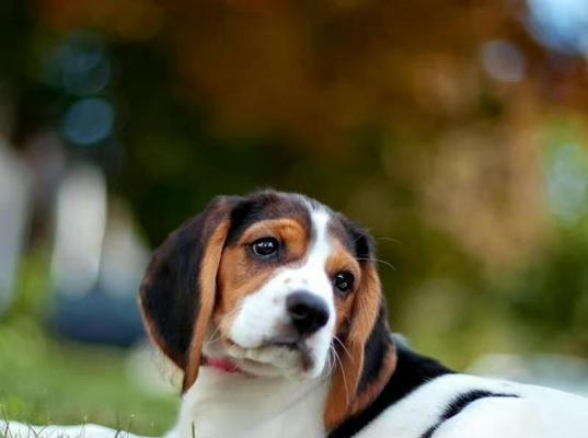冬季比格犬饲养全攻略（宠爱你的比格犬，让它过一个暖暖冬天）