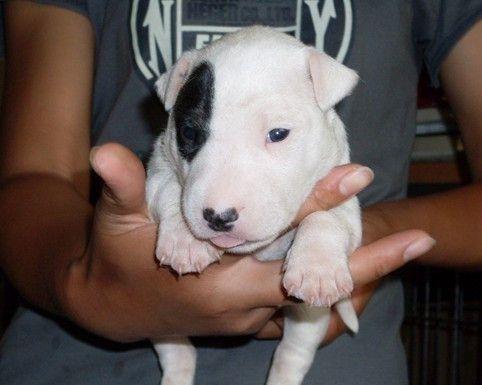 如何以斗牛梗幼犬训练标准培养出优秀的宠物（以宠物为主，打造出温顺、可靠、友好的宠物犬）