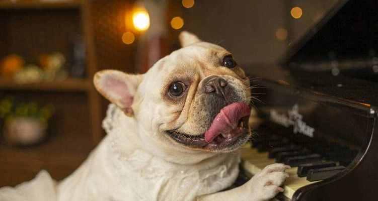 斗牛犬的寿命有多长？（了解宠物斗牛犬的生命长度）
