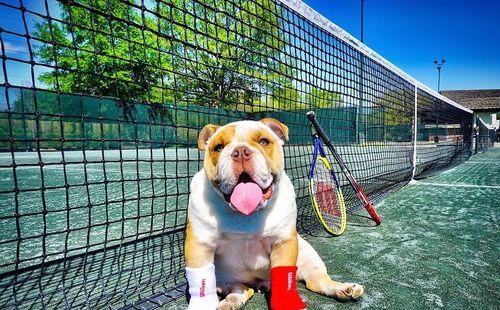 以斗牛犬脱毛症怎么治？（宠物主人必读的治疗方法及预防措施）