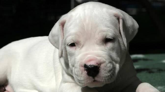 如何保障杜高幼犬的安全（宠物养护之路）