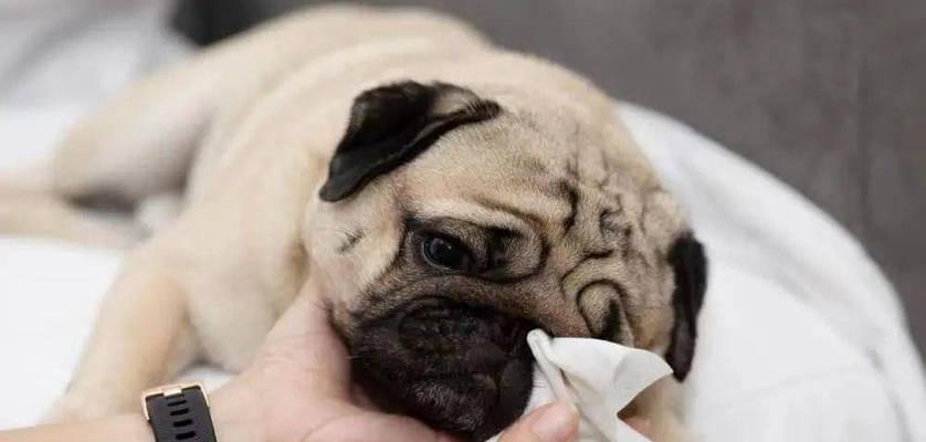 如何科学饲养发情期博美犬（关爱宠物健康，从发情期开始）