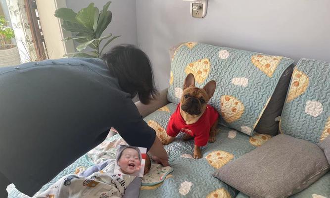 如何帮助宠物克服以法斗营养不良问题（以法斗营养不良处理方法和预防措施）