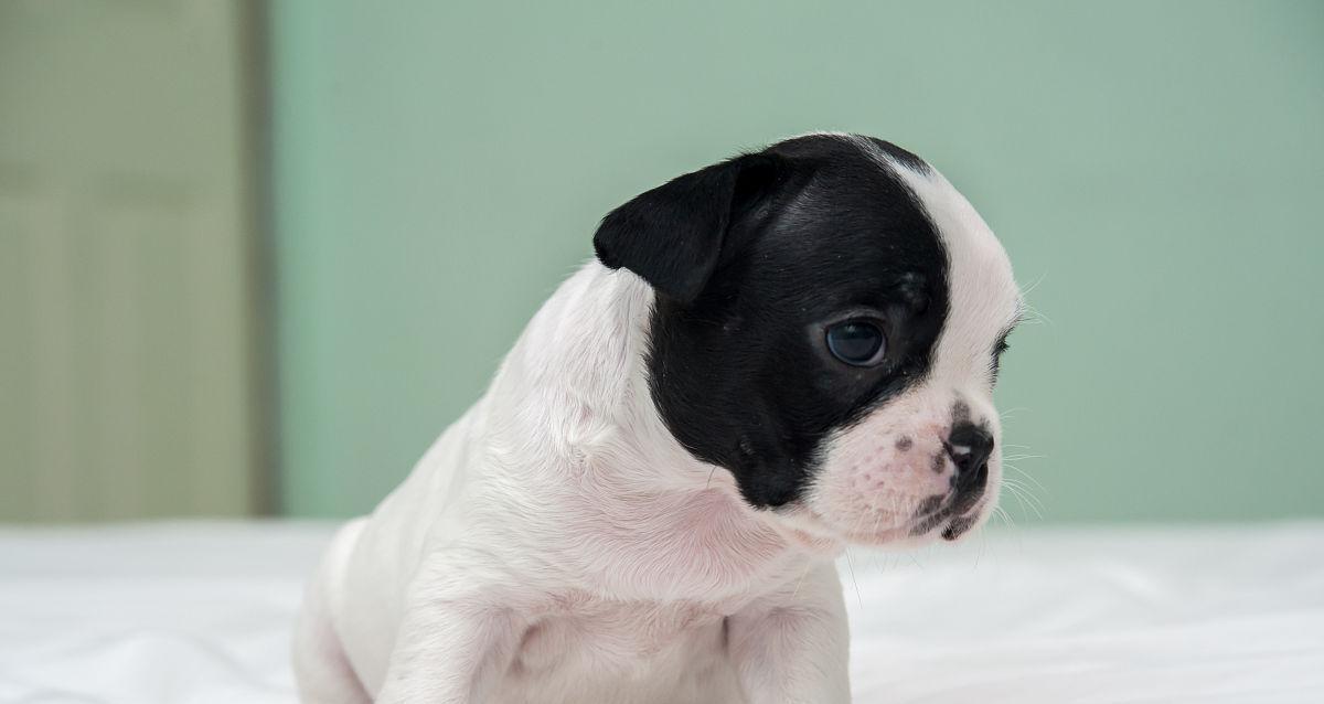 如何饲养法国斗牛犬（一只忠诚的宠物伴侣）